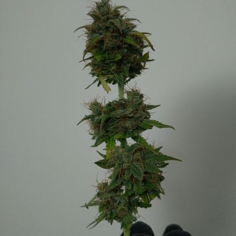 WW#1 growlog timeline photo