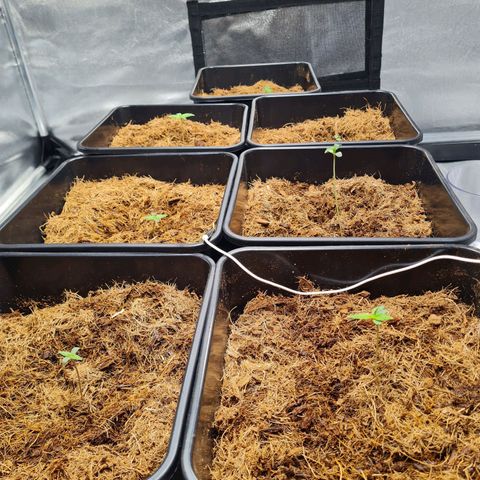 Destroyer Auto growlog photo: Antes da exaustão 