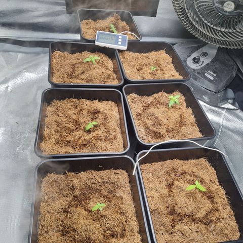 Destroyer Auto growlog timeline photo
