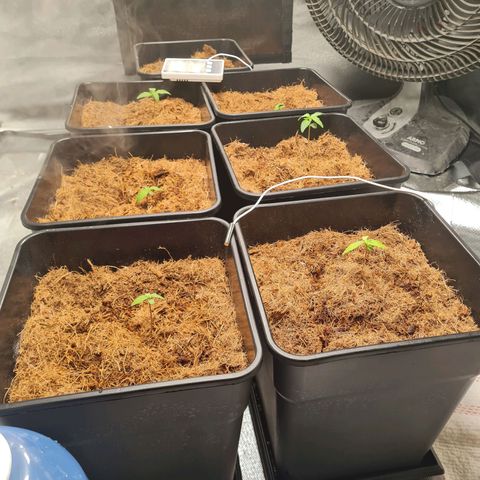 Destroyer Auto growlog timeline photo