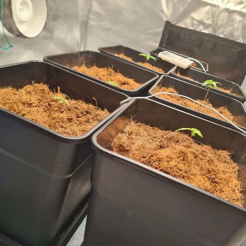 Destroyer Auto growlog timeline photo