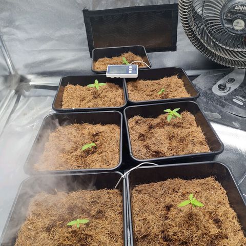 Destroyer Auto growlog timeline photo
