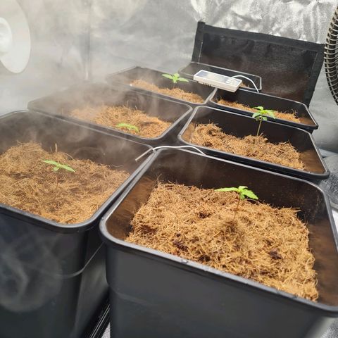 Destroyer Auto growlog timeline photo