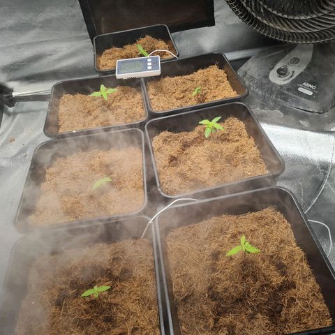 Destroyer Auto growlog timeline photo