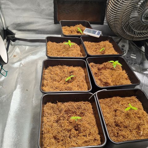 Destroyer Auto growlog timeline photo