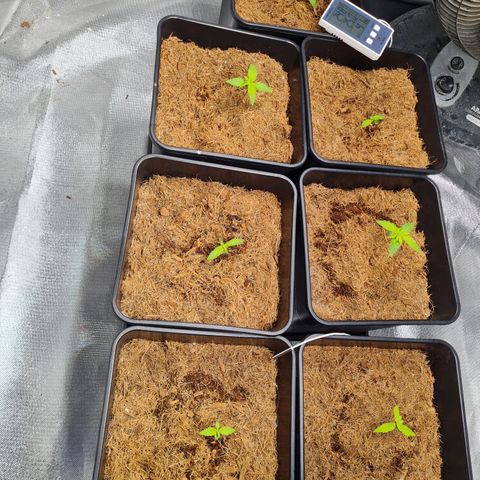 Destroyer Auto growlog timeline photo