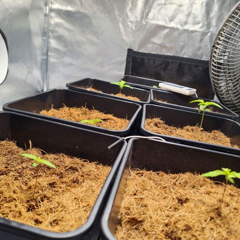 Destroyer Auto growlog timeline photo