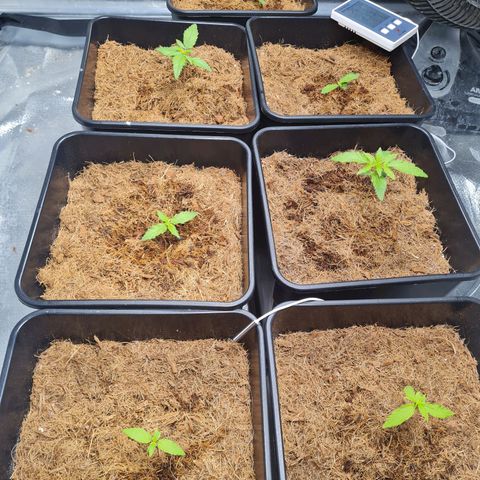 Destroyer Auto growlog timeline photo