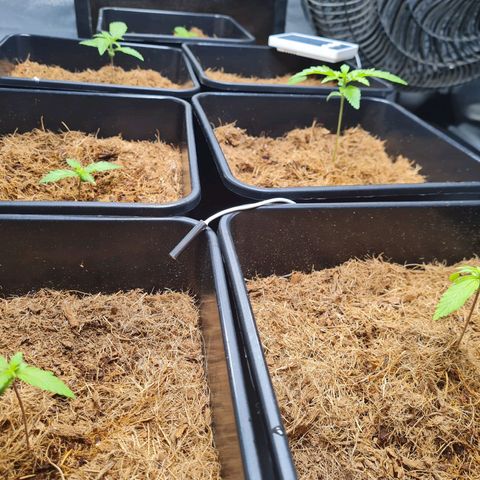 Destroyer Auto growlog timeline photo