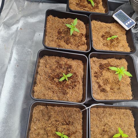 Destroyer Auto growlog timeline photo