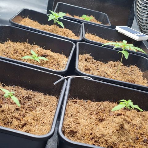 Destroyer Auto growlog timeline photo