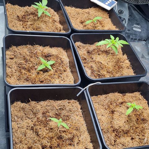 Destroyer Auto growlog timeline photo