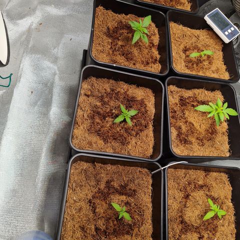 Destroyer Auto growlog timeline photo