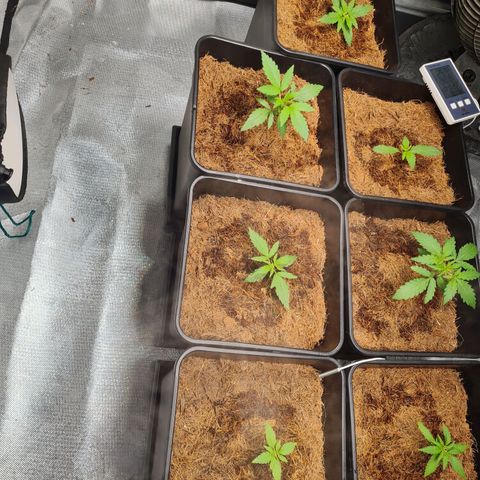 Destroyer Auto growlog timeline photo