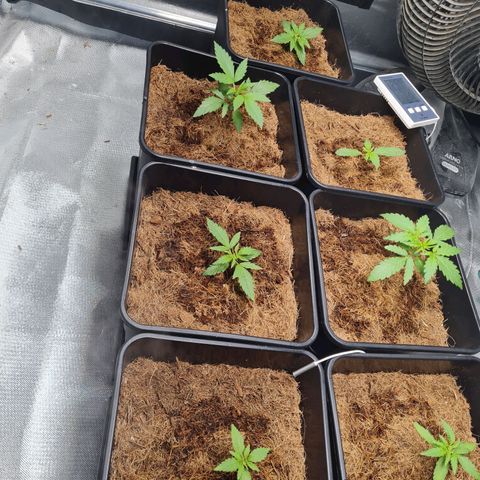 Destroyer Auto growlog timeline photo