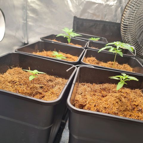 Destroyer Auto growlog timeline photo