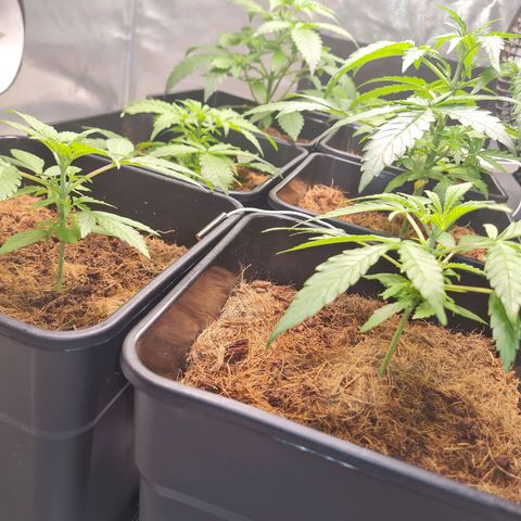 Destroyer Auto growlog timeline photo
