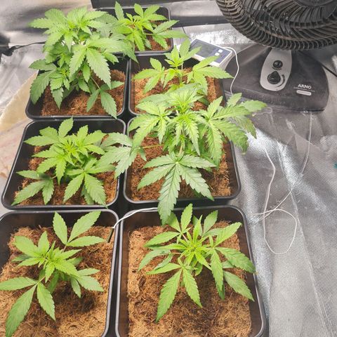 Destroyer Auto growlog timeline photo