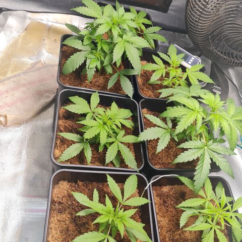 Destroyer Auto growlog timeline photo