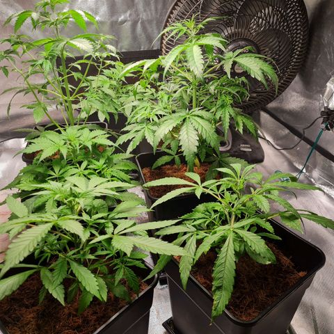 Destroyer Auto growlog timeline photo