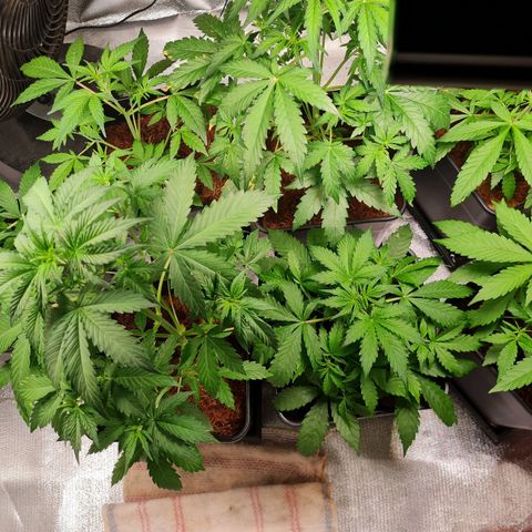 Destroyer Auto growlog timeline photo