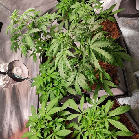 Destroyer Auto growlog timeline photo