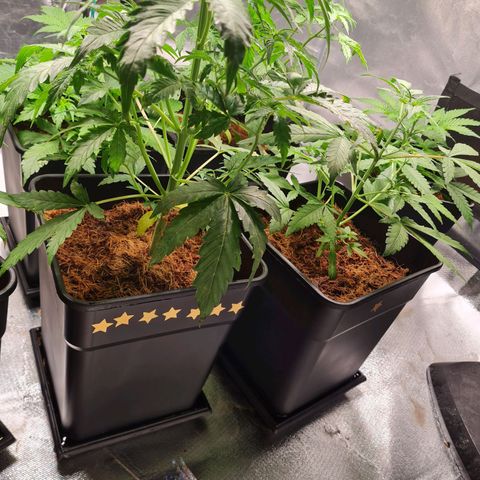 Destroyer Auto growlog photo: D7*