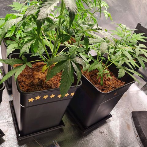 Destroyer Auto growlog timeline photo