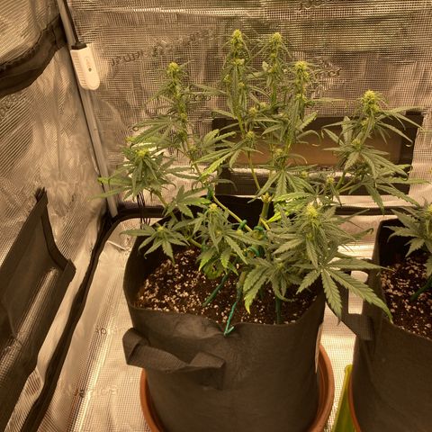 Cream Mandarine Auto growlog timeline photo