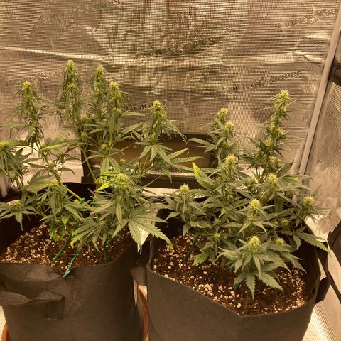 Cream Mandarine Auto growlog timeline photo