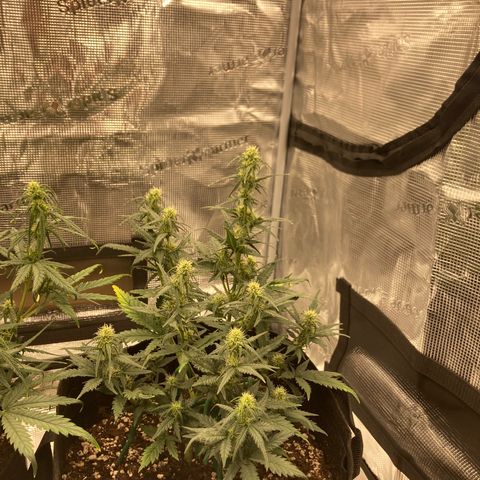 Cream Mandarine Auto growlog timeline photo