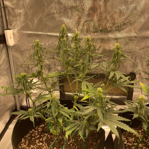 Cream Mandarine Auto growlog timeline photo