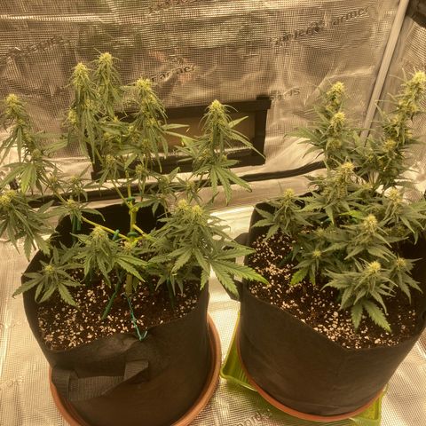 Cream Mandarine Auto growlog timeline photo