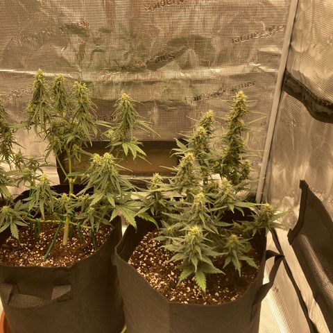 Cream Mandarine Auto growlog timeline photo