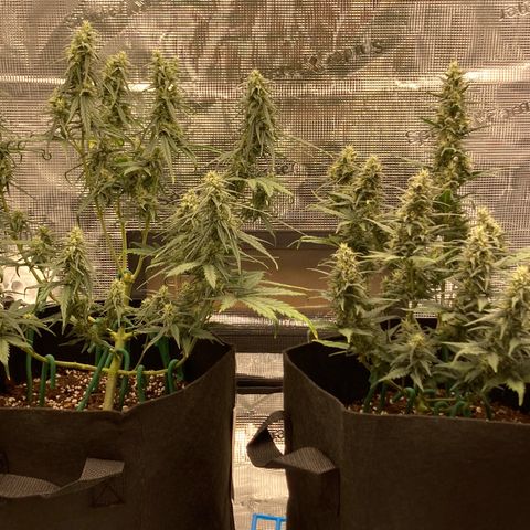 Cream Mandarine Auto growlog photo: 20.8 
Progress