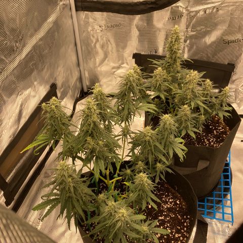 Cream Mandarine Auto growlog timeline photo