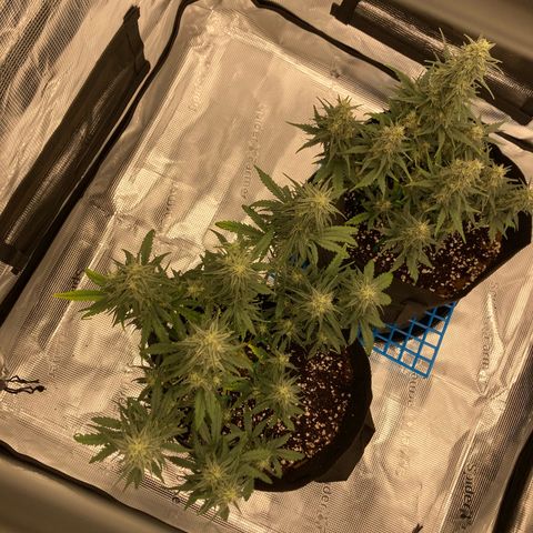 Cream Mandarine Auto growlog timeline photo