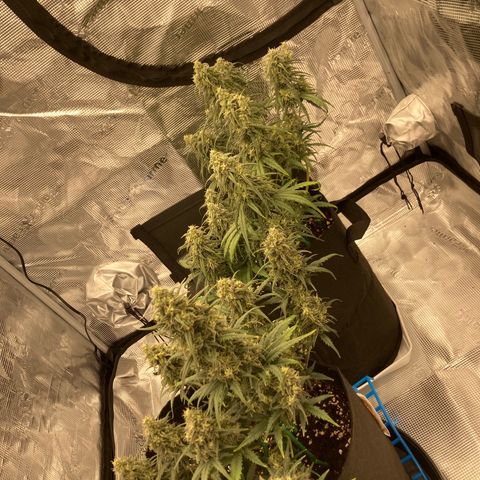 Cream Mandarine Auto growlog timeline photo