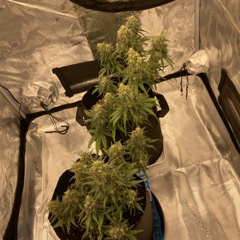 Cream Mandarine Auto growlog timeline photo