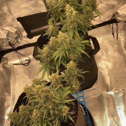 Cream Mandarine Auto growlog timeline photo