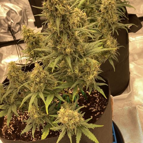 Cream Mandarine Auto growlog timeline photo