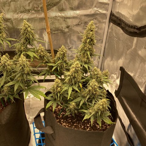 Cream Mandarine Auto growlog photo: Update 