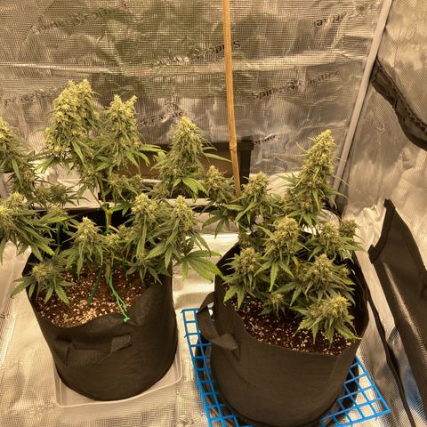 Cream Mandarine Auto growlog photo: Update 