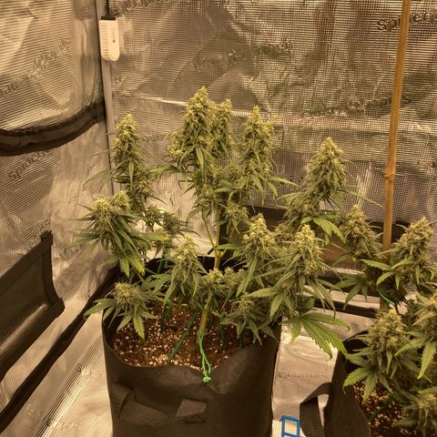 Cream Mandarine Auto growlog photo: Update 