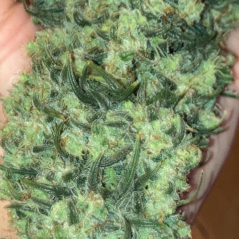 Cream Mandarine Auto growlog timeline photo