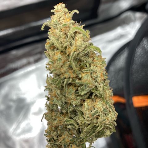 Cream Mandarine Auto growlog photo: 8.day of drying 