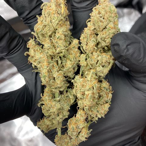 Cream Mandarine Auto growlog photo: 8.day of drying 