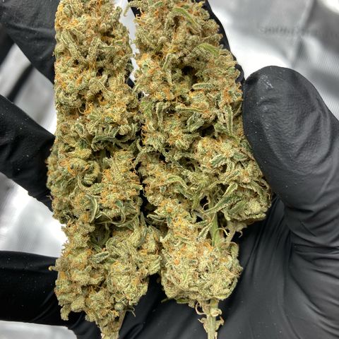 Cream Mandarine Auto growlog photo: 8.day of drying 