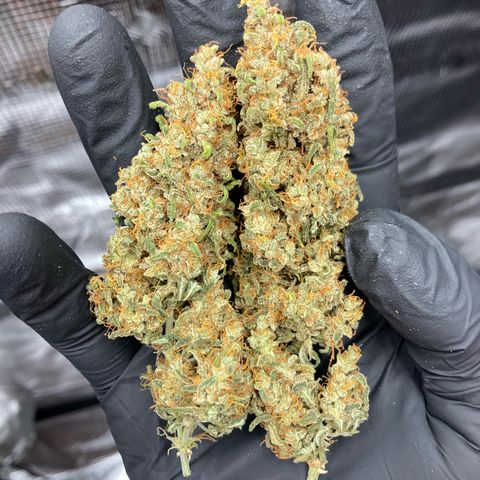 Cream Mandarine Auto growlog photo: 8.day of drying 