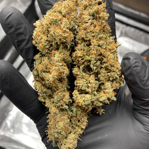 Cream Mandarine Auto growlog photo: 8.day of drying 